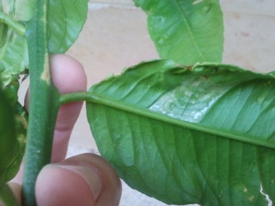 2011-06-22 18.46.06.jpg