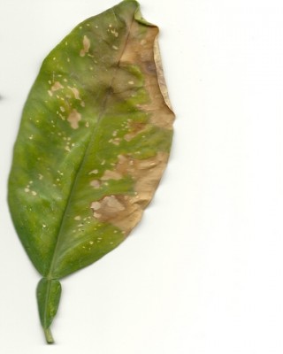leaves001.JPG