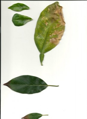 leaves-pomela & avocado.JPG