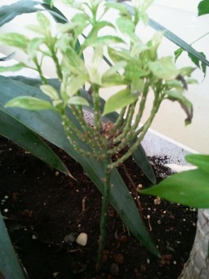 2011-08-13 11.09.10.jpg