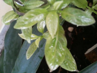 2011-08-13 11.09.22.jpg