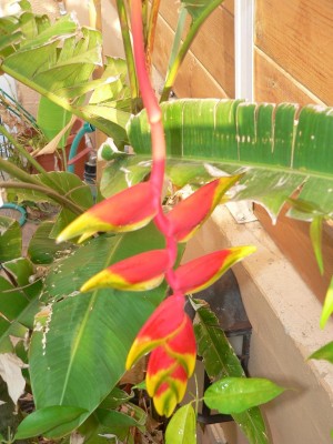 flower1.JPG