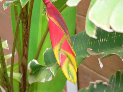 flower2.JPG