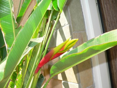 flower3.JPG