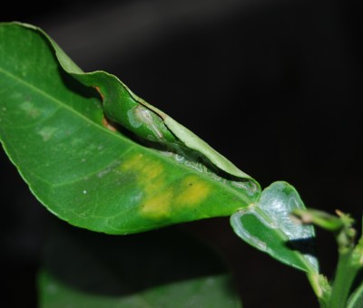 DSC_0265.JPG
