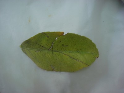DSC09350.JPG