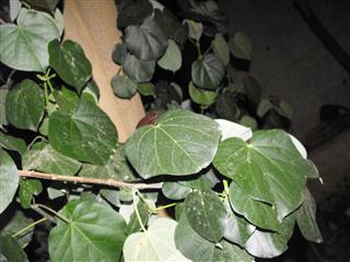 tree1.JPG