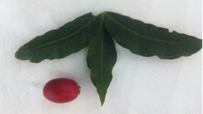 ללא שם-2.jpg