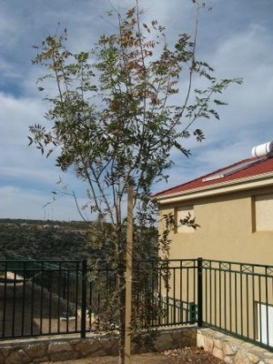 תמונות 10112011 360.jpg