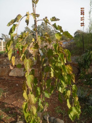 תות בכות 004.jpg