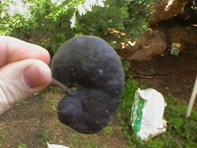 עץ 051.jpg