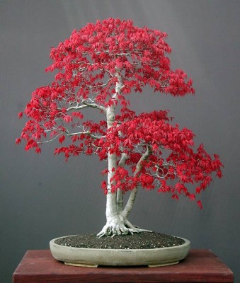 acer_palmatum.jpg