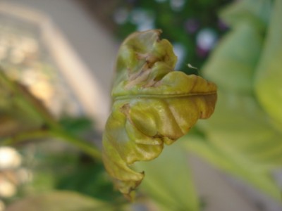 DSC09770.JPG