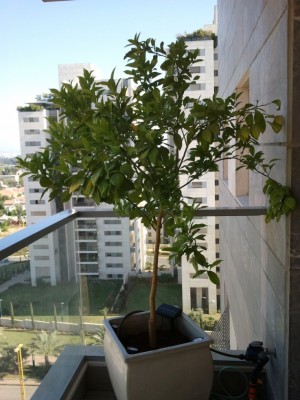 2012-05-11 17.03.43.jpg