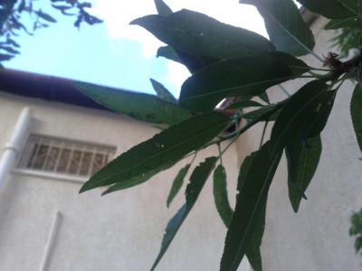 30052012830 - Copy.jpg