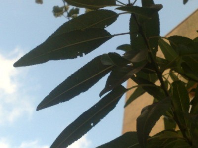 30052012829 - Copy.jpg