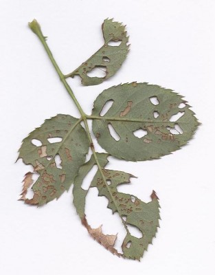 Scan0002.jpg