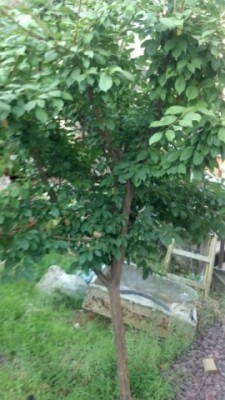 shazif tree.jpg