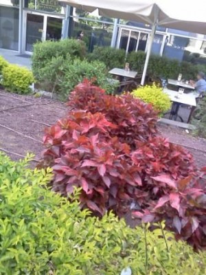 red bush.jpg