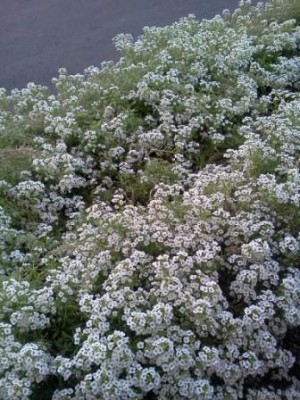 flowery bush.jpg