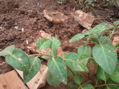 2012-07-05 09.49.45.jpg