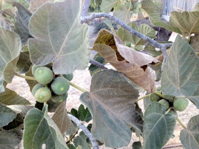 Fig 2.jpg