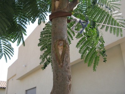 צאלון 010.JPG