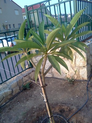 plumeria tree.jpg