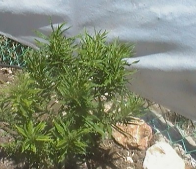 SAM_0021.jpg