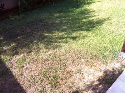 Garden2-copy.jpg