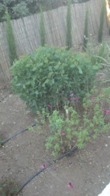 bush 2.jpg