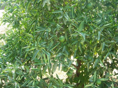 עלי קלמנטינה מגולגלים.jpg