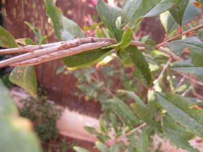 Picture124 010 קטן.JPG