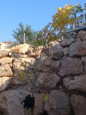 צפצפה 4.10.12.JPG