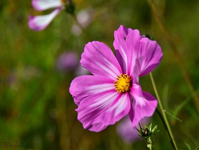 DSC_06351.jpg