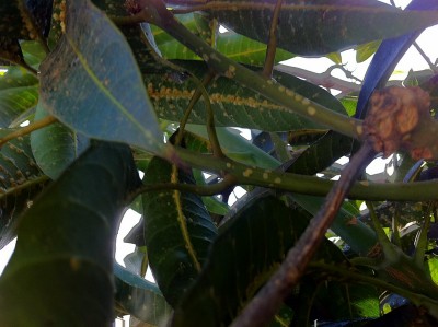 1-mango.jpg