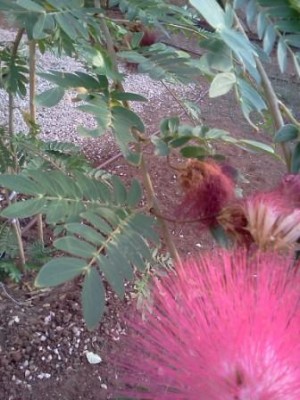 calliandra 1.jpg