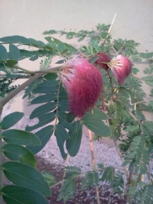 calliandra 2.jpg