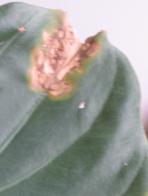 IMG_3690_12.jpg