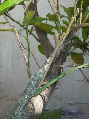 ענפים צעירים הופכים חומים.jpg