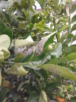20121127_091942_small.jpg