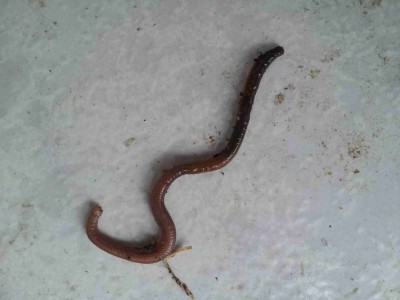 20121205_122932.jpg (174.96 KiB) נצפה 5600 פעמים 20121205_122932.jpg