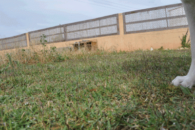 DSC_0091.gif