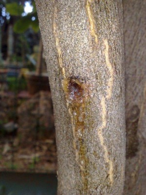 29032013049.jpg