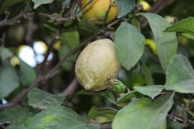 IMG_0993.JPG