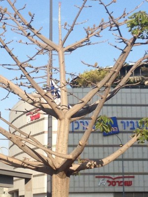 IMG_3672.JPG (159.13 KiB) נצפה 4224 פעמים IMG_3672.JPG