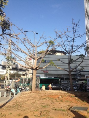 IMG_3673.JPG (173.86 KiB) נצפה 4219 פעמים IMG_3673.JPG