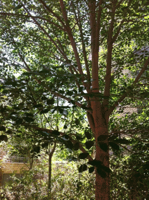 עץ 2.gif