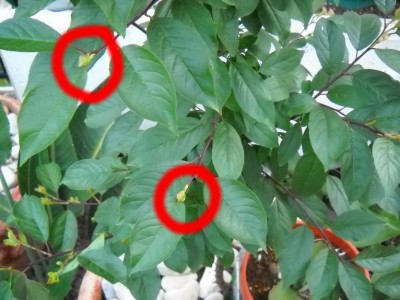tree-2.jpg