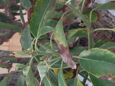 avocado 1.jpg